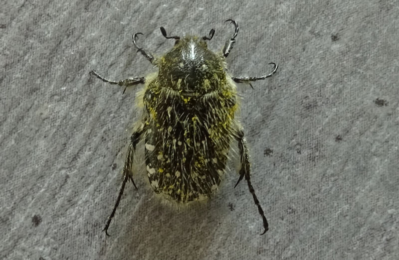 Cetoniidae: Oxythyrea funesta